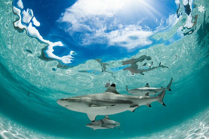 Lagoon Tour in Moorea in Small Group with Lunch - FAQ