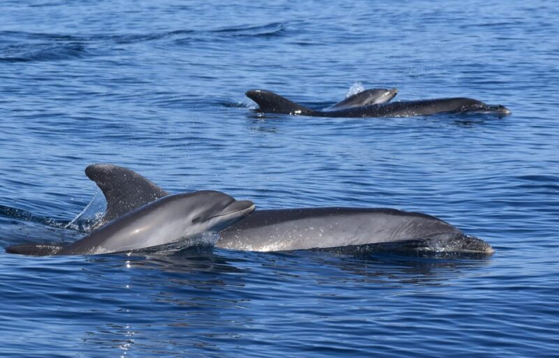 Lagos: Dolphin Watching & Benagil Tour W/ Marine Biologist - Key Points