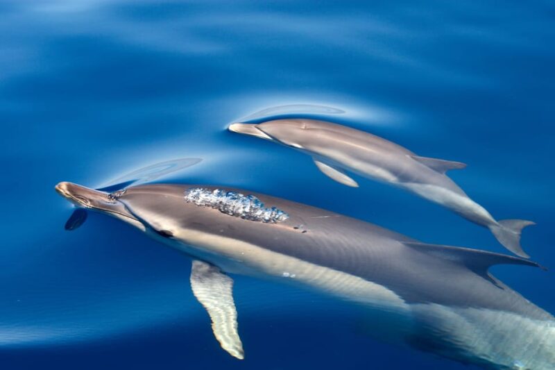 Lagos: Dolphin Watching & Benagil Tour W/ Marine Biologist - Customer Reviews and Ratings