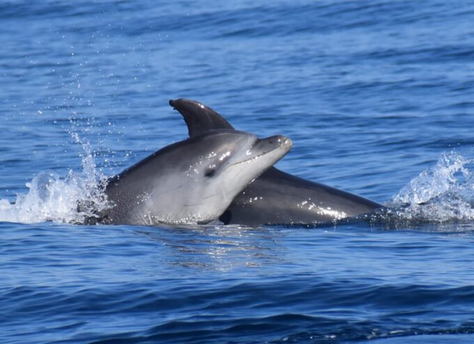 Lagos: Dolphin Watching & Benagil Tour W/ Marine Biologist - Preparing for the Tour