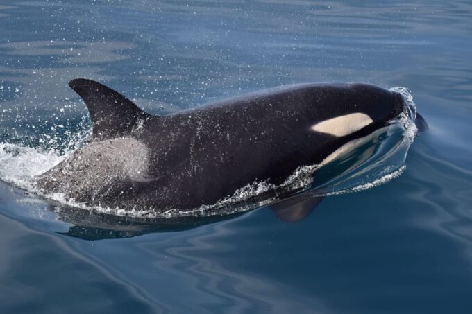 Lagos: Dolphin Watching & Benagil Tour W/ Marine Biologist - Frequently Asked Questions