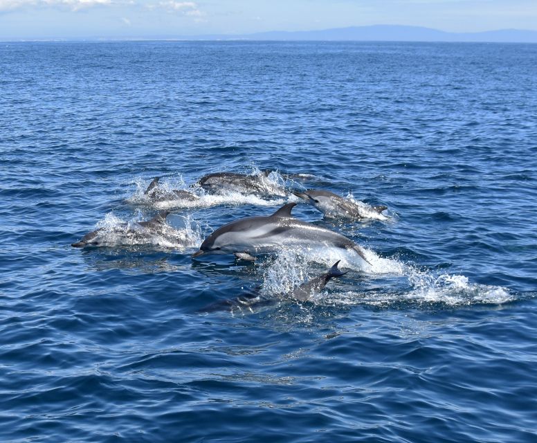 Lagos: Dolphin Watching Boat Tour With Marine Biologists - Key Points