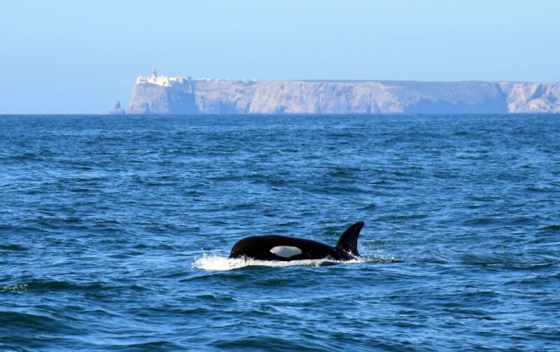 Lagos: Dolphin Watching Boat Tour With Marine Biologists - Important Safety Considerations
