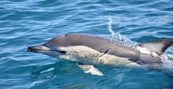Lagos: Dolphin Watching Boat Tour With Marine Biologists - Exploring the Algarve Coast