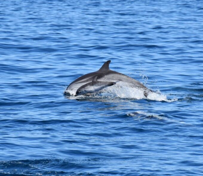 Lagos: Dolphin Watching Boat Tour With Marine Biologists - Booking and Cancellation Policy