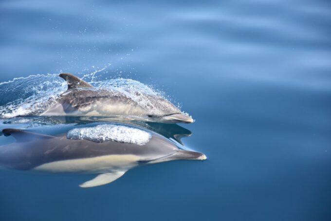 Lagos: Dolphin Watching Boat Tour With Marine Biologists - Frequently Asked Questions