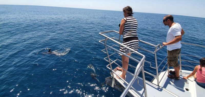 Lagos: Dolphin Watching Catamaran Cruise - Experience and Itinerary