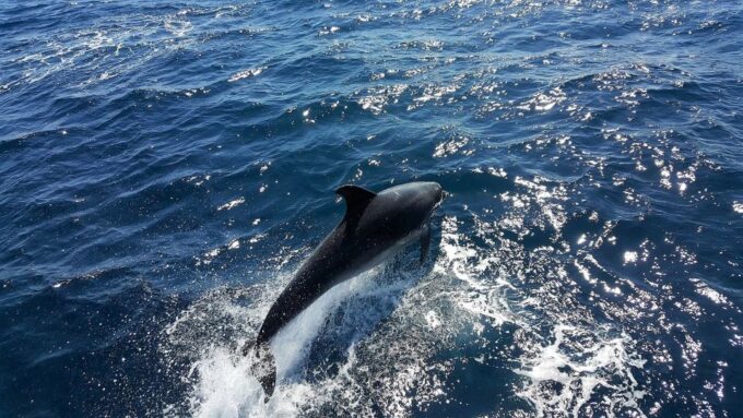 Lagos: Dolphin Watching Catamaran Cruise - Customer Feedback and Ratings