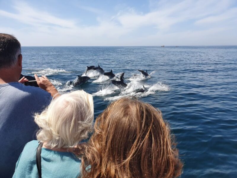 Lagos: Dolphin Watching Catamaran Cruise - Dolphin Watching Highlights