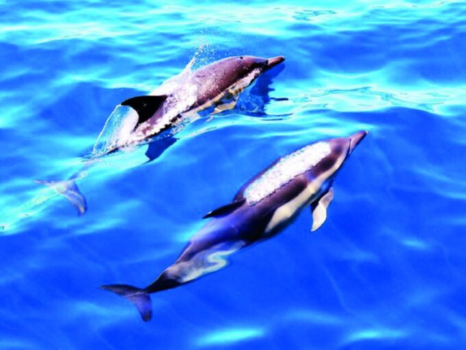 Lagos: Dolphin Watching Catamaran Cruise - Cancellation and Booking Options