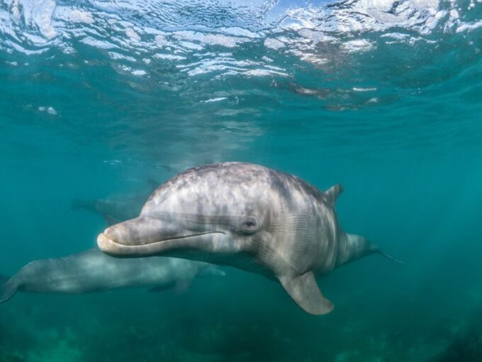 Lagos: Dolphin Watching Half-Day Cruise & Water Activities - Crew Engagement Suggestions