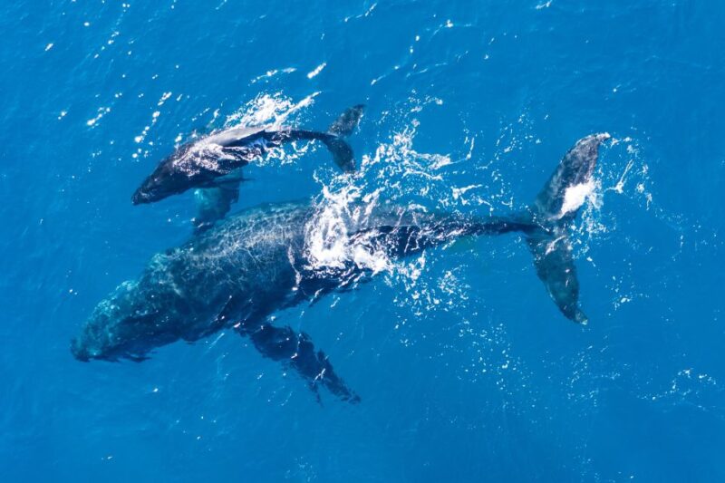 Lagos: Dolphin Watching Half-Day Cruise & Water Activities - Important Requirements