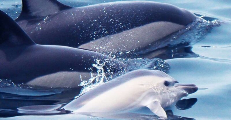Lagos: Dolphin Watching With Professional Marine Biologists - Highlights of the Experience