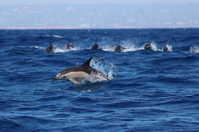 Lagos: Dolphin Watching With Professional Marine Biologists - About the Company