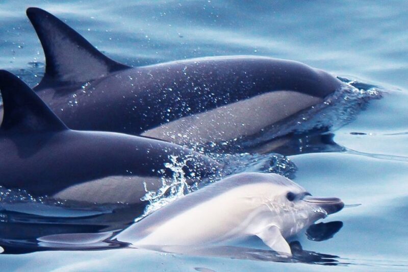 Lagos: Dolphin Watching With Professional Marine Biologists - Highlights of the Experience
