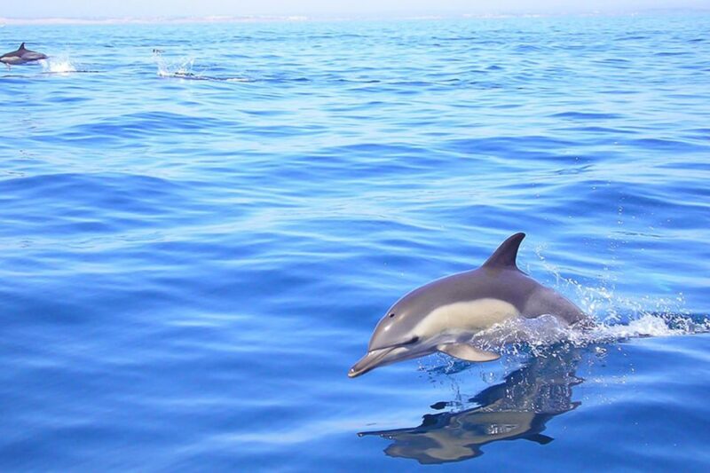 Lagos: Dolphin Watching With Professional Marine Biologists - Tour Itinerary and Meeting Point