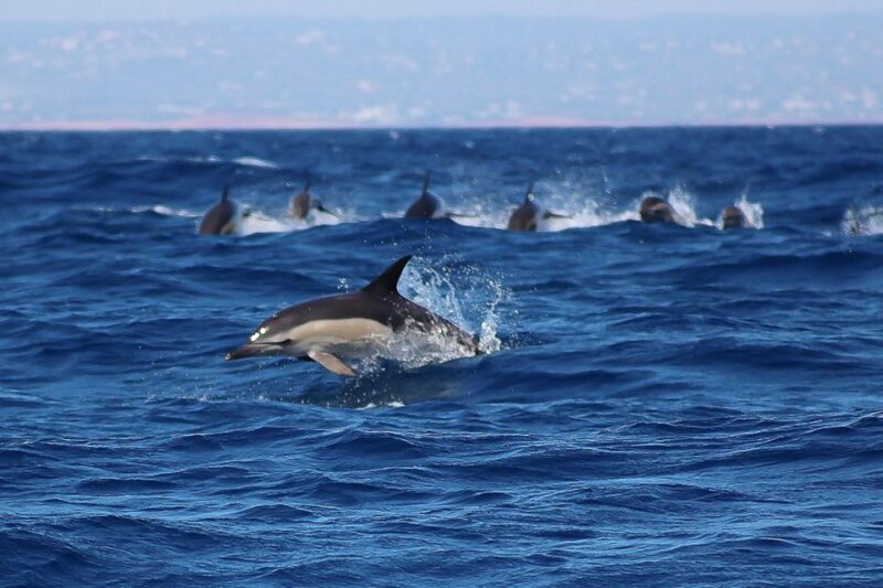 Lagos: Dolphin Watching With Professional Marine Biologists - Customer Ratings and Reviews