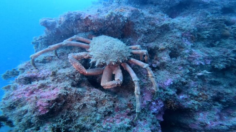 Lagos: Guided Scuba Diving Trip for Beginners - Cancellation and Booking
