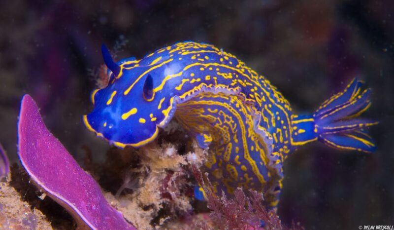 Lagos: Guided Scuba Diving Trip for Beginners - Explore Lagos Coastline