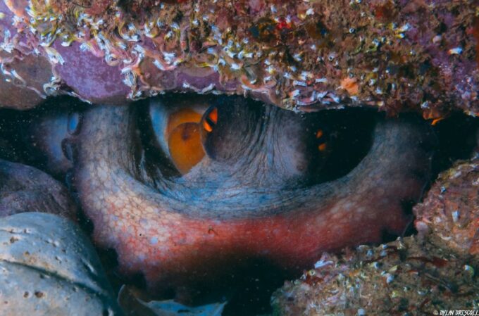 Lagos: Guided Scuba Diving Trip for Beginners - Underwater World Discoveries