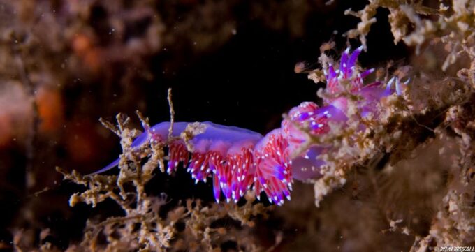 Lagos: Guided Scuba Diving Trip for Beginners - Meeting Point and Logistics