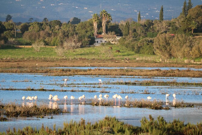 Lagos Small-Group Algarve Nature Tour - Tour Overview