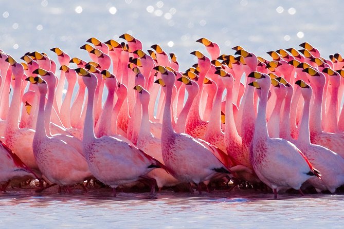 Laguna Del Toro and Flamingo-Watching 4WD - Itinerary and Highlights