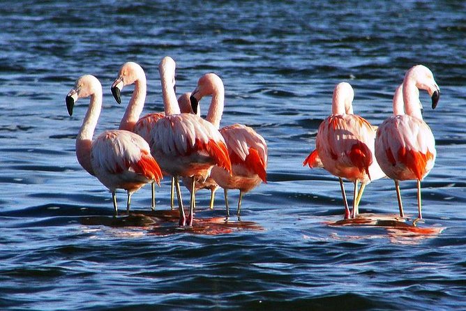 Laguna Del Toro and Flamingo-Watching 4WD - Pickup and Departure