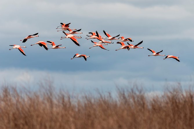 Laguna Del Toro and Flamingo-Watching 4WD - Laguna Del Toro