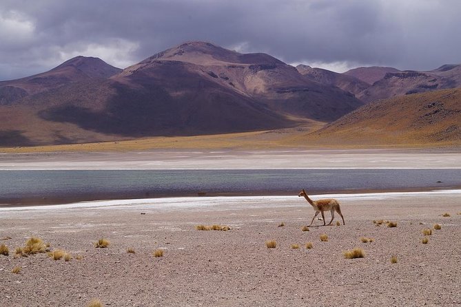 Laguna Del Toro and Flamingo-Watching 4WD - Return and Drop-off