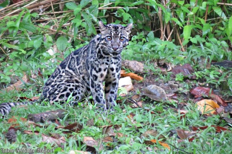 Lahad Datu: 3-Day Tabin Wildlife Safari With Accommodation - Key Points