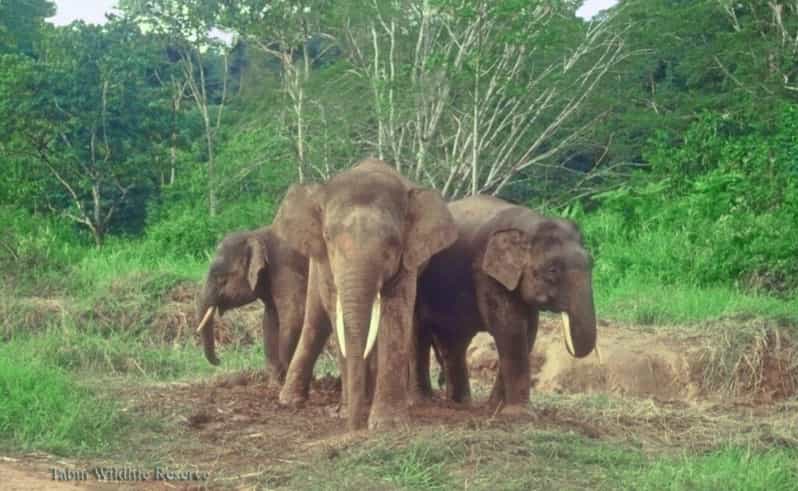 Lahad Datu: 3-Day Tabin Wildlife Safari With Accommodation - Accommodation at Tabin Wildlife Resort