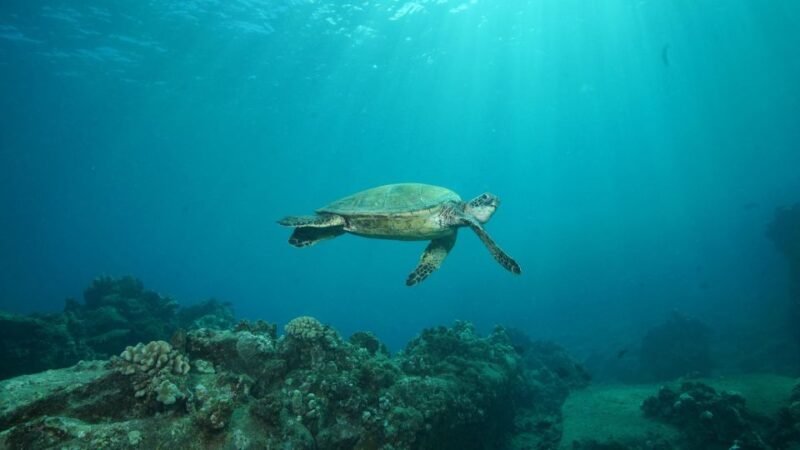 Lahaina: Discover Scuba Diving Class - Group Size and Language