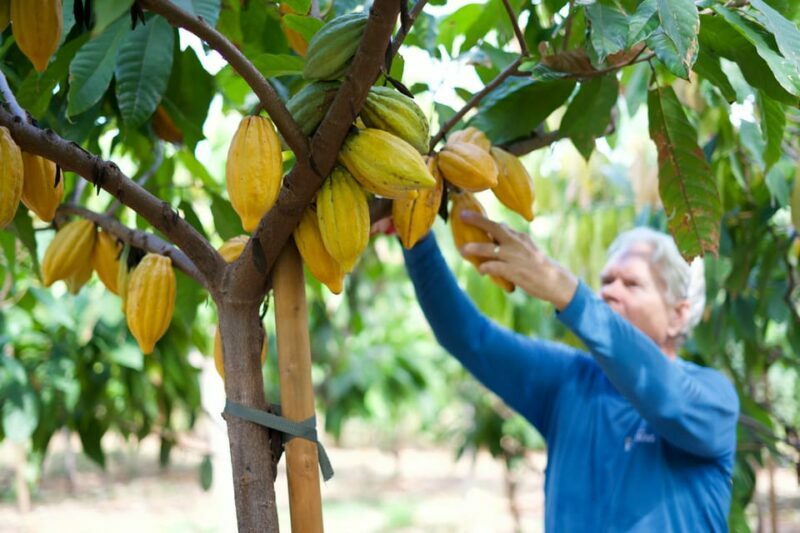 Lahaina: Maui Ku'ia Estate Guided Cacao Farm Tour & Tasting - Lahaina: Maui Kuia Estate Guided Cacao Farm Tour & Tasting