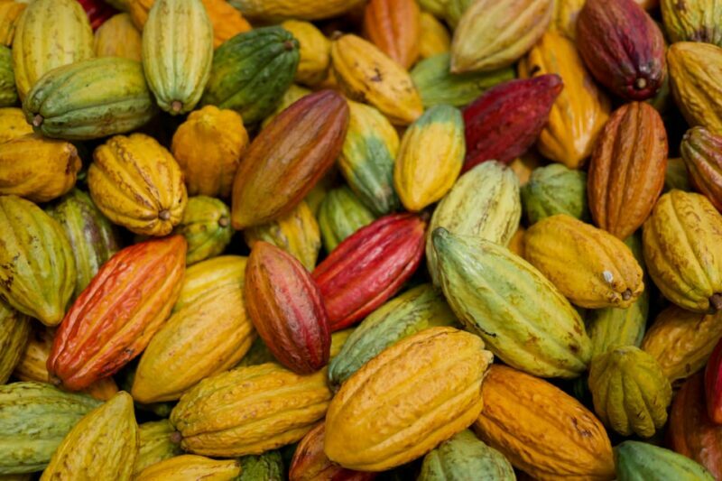 Lahaina: Maui Ku'ia Estate Guided Cacao Farm Tour & Tasting - A Deep Dive into the Maui Kuia Estate Cacao Farm Tour