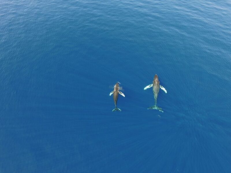 Lahaina: Private Sunset Sailing Trip & West Maui Mountains - Experience Highlights