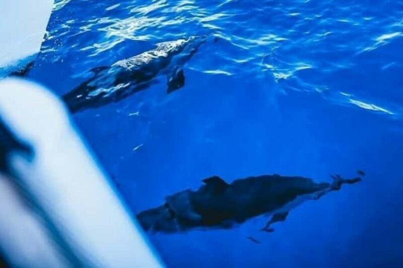 Lahaina: West Maui Snorkeling & Sailing Day Trip with Lunch - Snorkeling: Vibrant Reefs and Marine Encounters