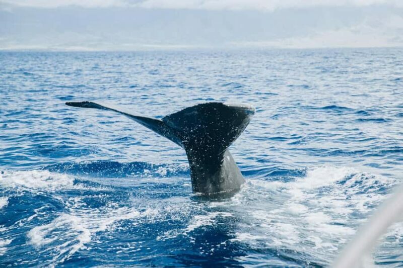 Lahaina: West Maui Snorkeling & Sailing Day Trip with Lunch - The Sum Up