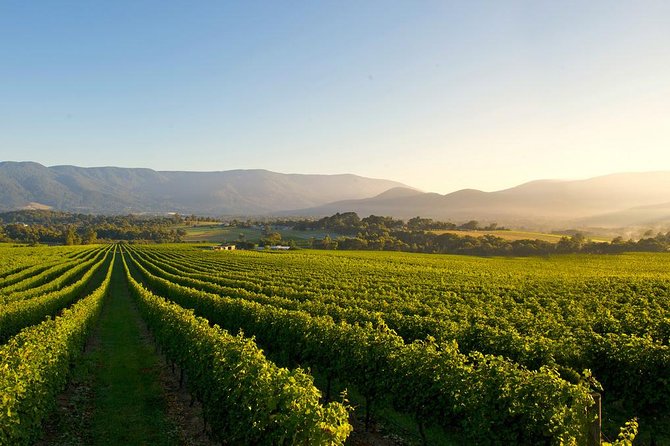 Laid Back,Small-Group Yarra Valley Wine Tour: Wine, Gin and Cider - Tasting Experiences at Venues