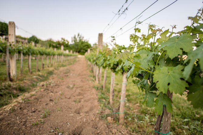 Lake Balaton Full Day Private Wine Tour - Enjoying Scenic Lake Views