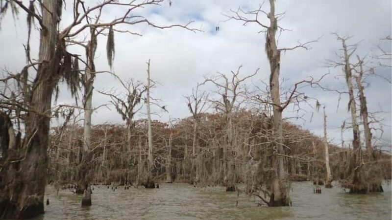 Lake Charlotte Flooded Cypress Forest | Eco Wonderland Tour - The Wildlife Watching Experience