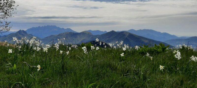 Lake Como: Brunate and Monte Boletto - Highlights and Experience