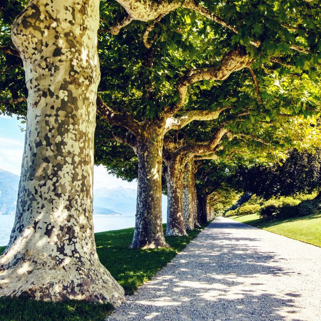 Lake Como: Villa Melzi Garden Entry Ticket With Ferries - Recap