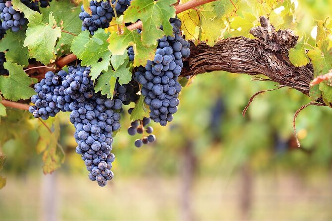 Lake Country Half Day Guided Wine Tour With 4 Wineries - Tour Policies and Requirements