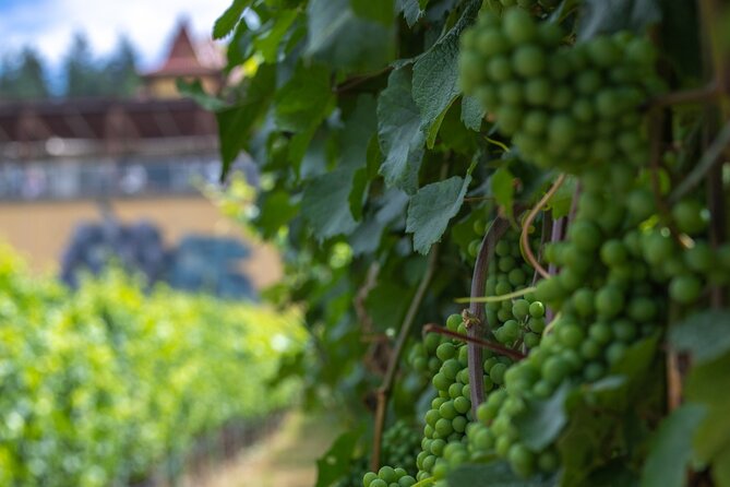 Lake Country Half Day Guided Wine Tour With 4 Wineries - Tour Ratings and Reviews