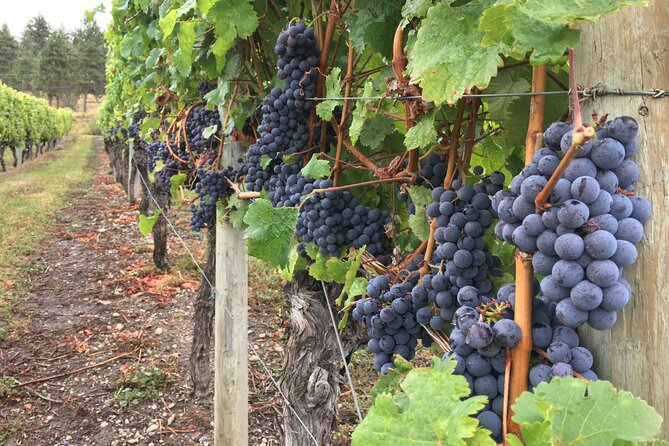 Lake Country Wine Tour - Physical Fitness Requirement