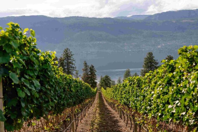 Lake Country Wineries Tour - Wine Tasting Experiences