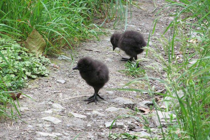 Lake Cruise & Mou Waho Island Nature Walk - Requirements