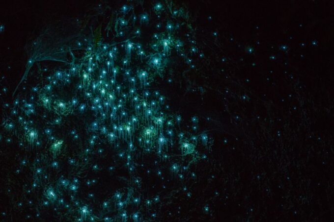 Lake Karapiro: Evening Kayak Glowworm Tour - Kayak Tour Duration