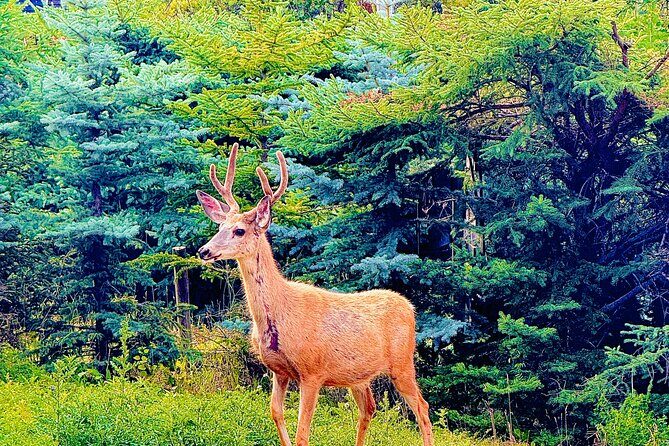 Lake Louise and Moraine Lake Exclusive Evening Private Tour - The Value of This Tour